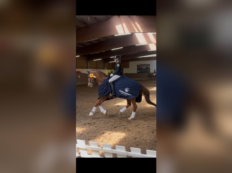 Deutsches Reitpony Wallach 11 Jahre 146 cm Fuchs in GörlitzGörlitz