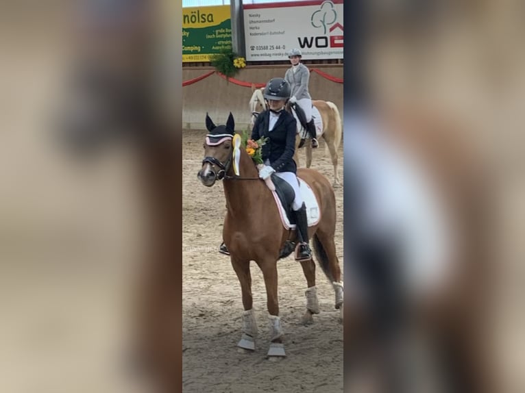 Deutsches Reitpony Wallach 11 Jahre 146 cm Fuchs in GörlitzGörlitz