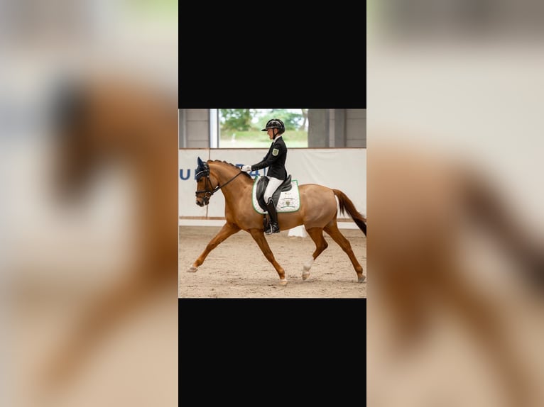 Deutsches Reitpony Wallach 11 Jahre 146 cm Fuchs in GörlitzGörlitz