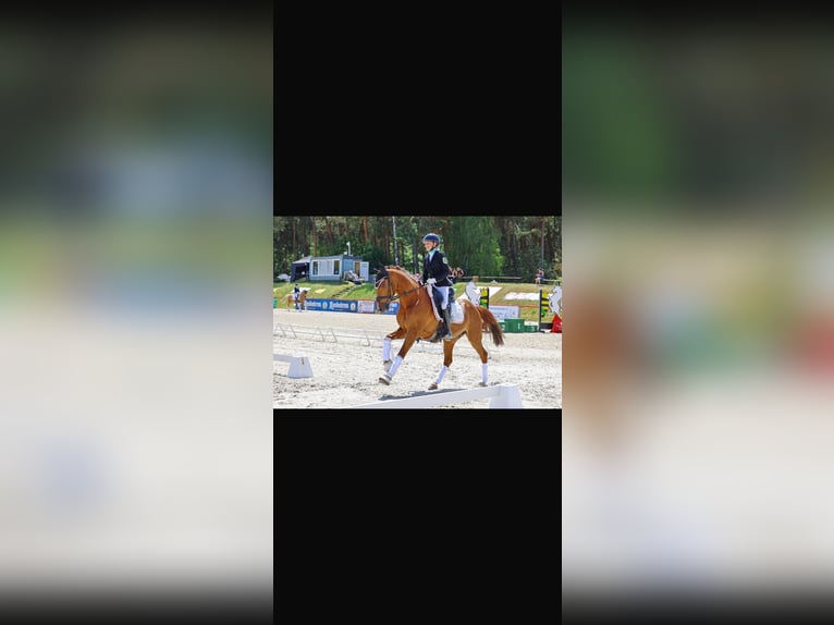 Deutsches Reitpony Wallach 11 Jahre 146 cm Fuchs in GörlitzGörlitz