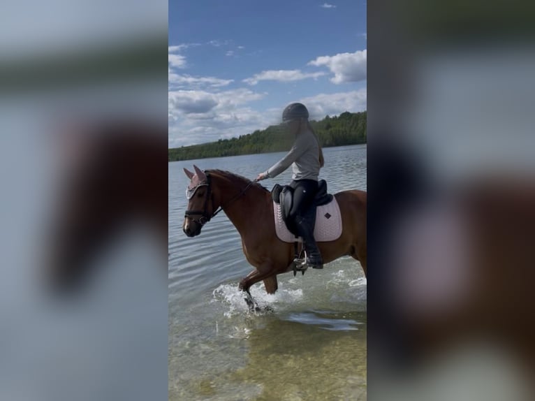 Deutsches Reitpony Wallach 11 Jahre 146 cm Fuchs in GörlitzGörlitz