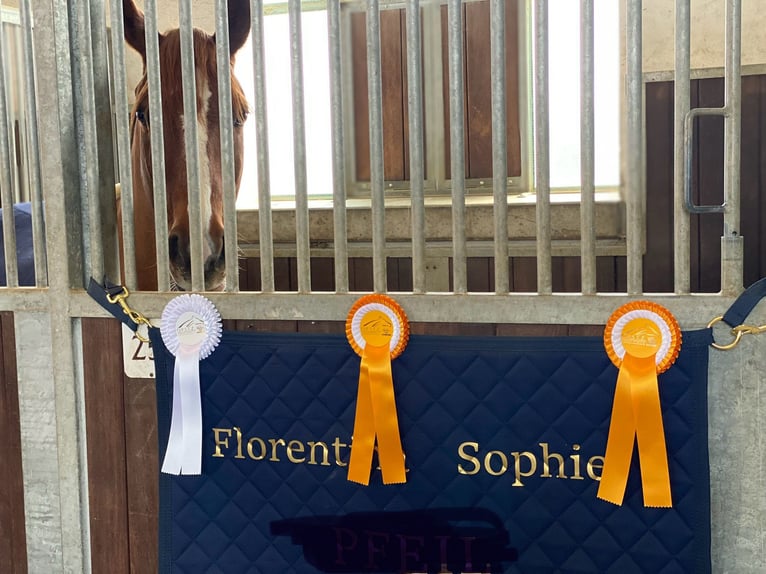 Deutsches Reitpony Wallach 11 Jahre 146 cm Fuchs in Lautertal