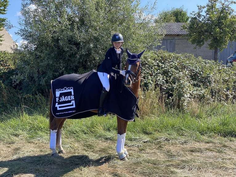 Deutsches Reitpony Wallach 11 Jahre 146 cm Fuchs in Lautertal