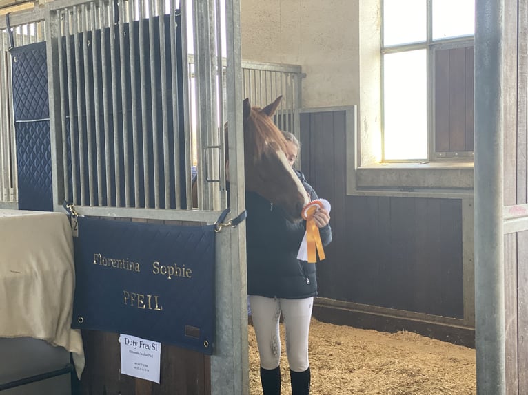 Deutsches Reitpony Wallach 11 Jahre 146 cm Fuchs in Lautertal