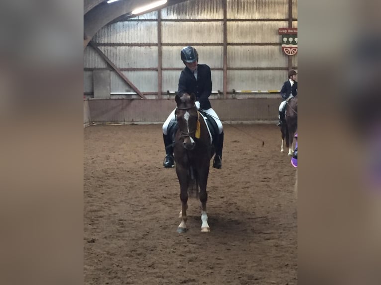 Deutsches Reitpony Wallach 11 Jahre 146 cm Fuchs in Moorrege