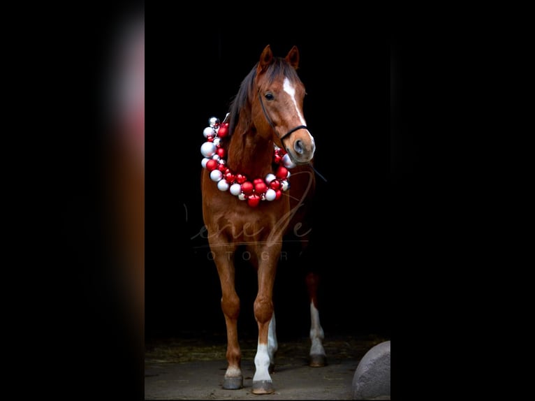 Deutsches Reitpony Wallach 11 Jahre 146 cm Fuchs in Moorrege