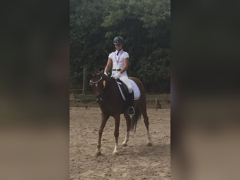 Deutsches Reitpony Wallach 11 Jahre 146 cm Fuchs in Moorrege