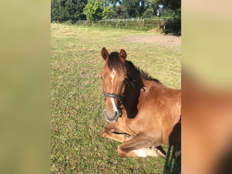 Deutsches Reitpony Wallach 11 Jahre 146 cm Fuchs in Moorrege