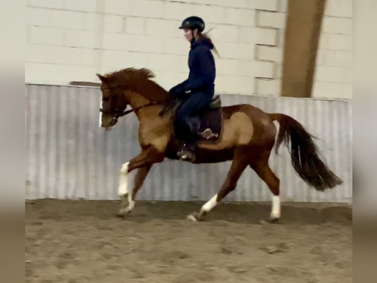 Deutsches Reitpony Wallach 11 Jahre 146 cm Fuchs in Schenklengsfeld