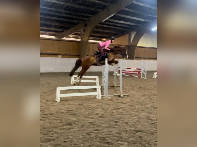 Deutsches Reitpony Wallach 11 Jahre 146 cm Fuchs in Schenklengsfeld