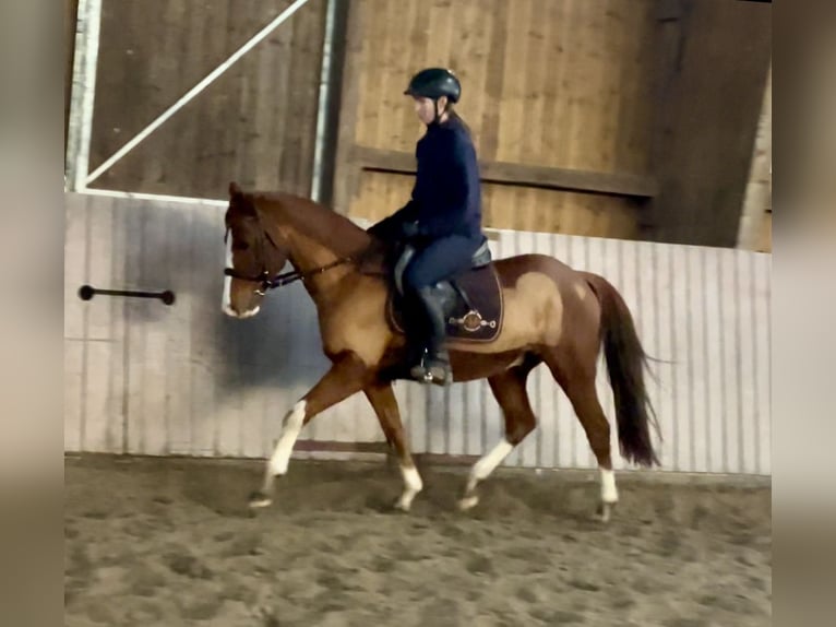 Deutsches Reitpony Wallach 11 Jahre 146 cm Fuchs in Schenklengsfeld