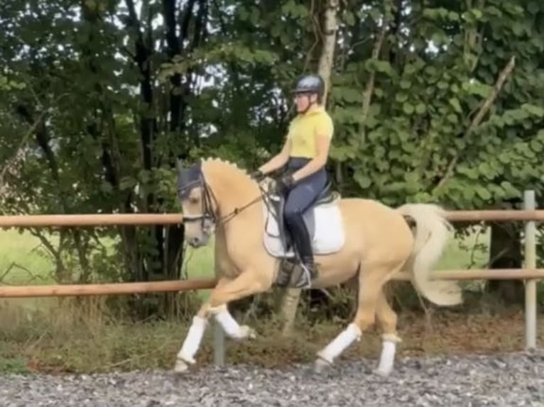 Deutsches Reitpony Wallach 11 Jahre 146 cm Palomino in Lippstadt