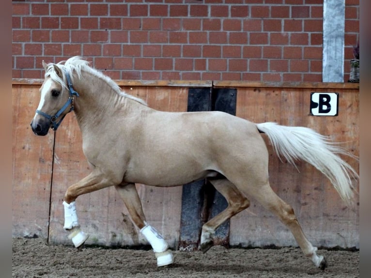 Deutsches Reitpony Wallach 11 Jahre 146 cm Palomino in Lippstadt