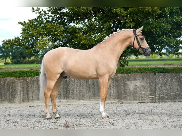 Deutsches Reitpony Wallach 11 Jahre 146 cm Palomino in Lippstadt