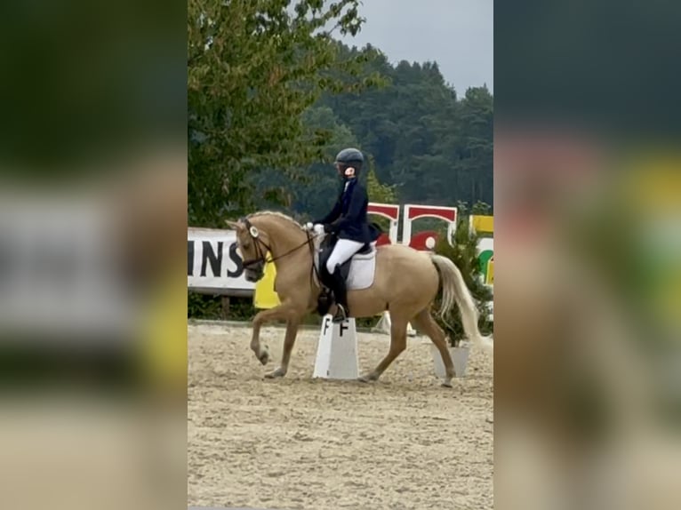 Deutsches Reitpony Wallach 11 Jahre 146 cm Palomino in Lippstadt