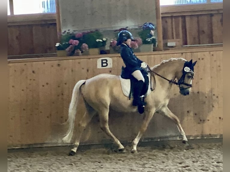 Deutsches Reitpony Wallach 11 Jahre 146 cm Palomino in Lippstadt