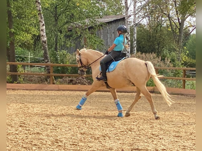 Deutsches Reitpony Wallach 11 Jahre 146 cm Palomino in Lippstadt