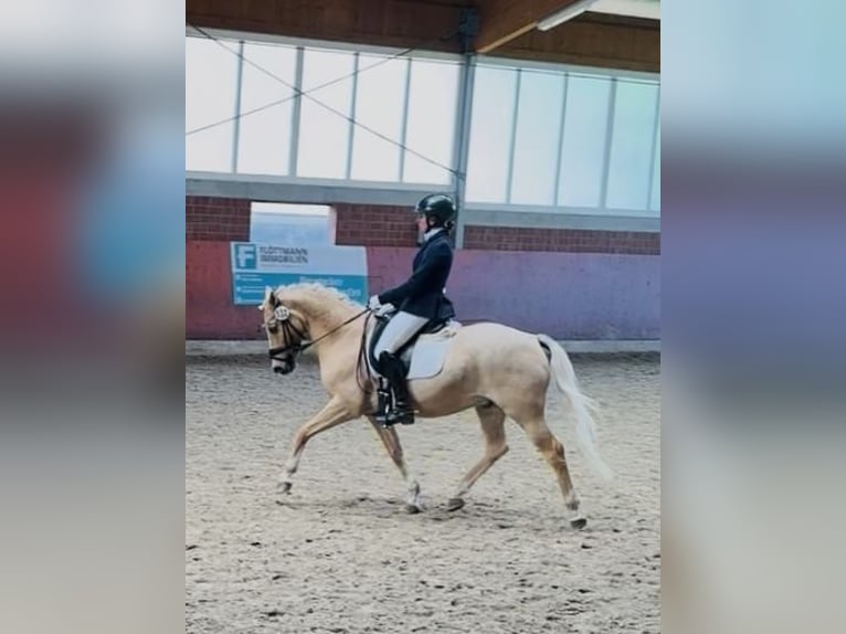 Deutsches Reitpony Wallach 11 Jahre 146 cm Palomino in Lippstadt