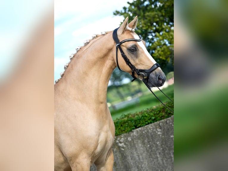 Deutsches Reitpony Wallach 11 Jahre 146 cm Palomino in Lippstadt