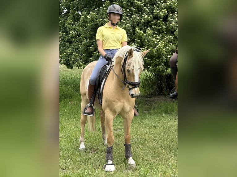Deutsches Reitpony Wallach 11 Jahre 146 cm Palomino in Lippstadt