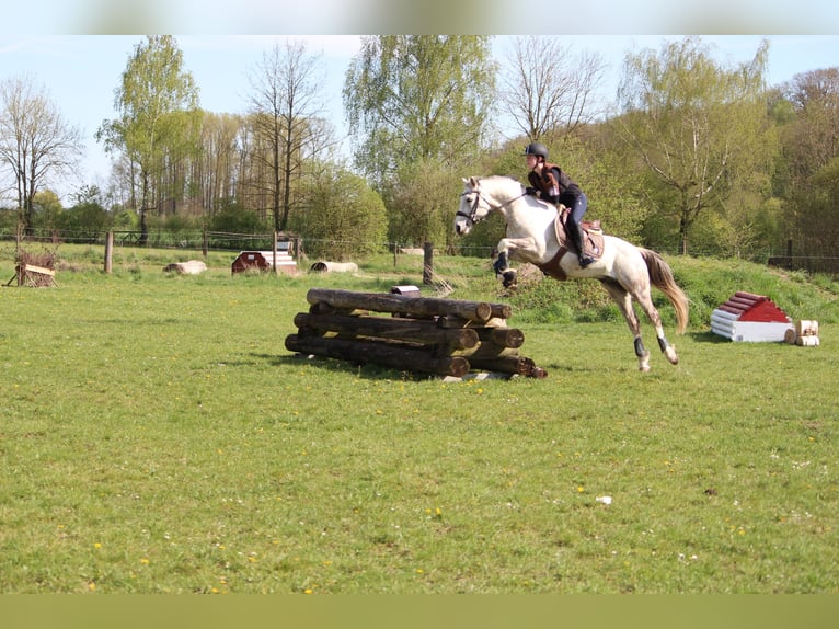 Deutsches Reitpony Wallach 11 Jahre 146 cm Schimmel in Geltendorf