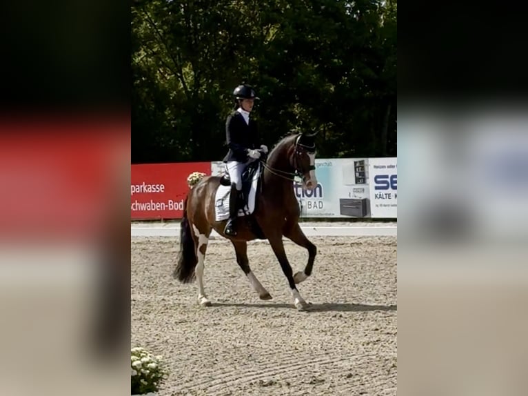 Deutsches Reitpony Wallach 11 Jahre 147 cm Brauner in Salgen
