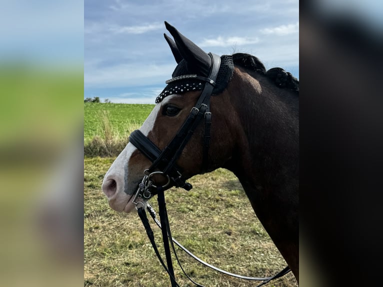 Deutsches Reitpony Wallach 11 Jahre 147 cm Brauner in Salgen