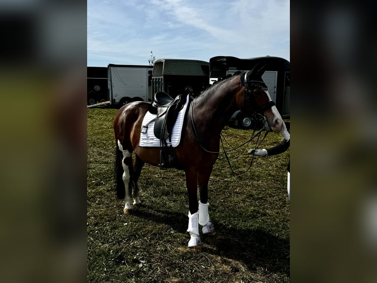 Deutsches Reitpony Wallach 11 Jahre 147 cm Brauner in Salgen