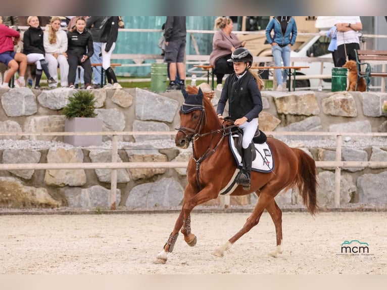 Deutsches Reitpony Wallach 11 Jahre 147 cm Dunkelfuchs in Leutkirch im Allgäu