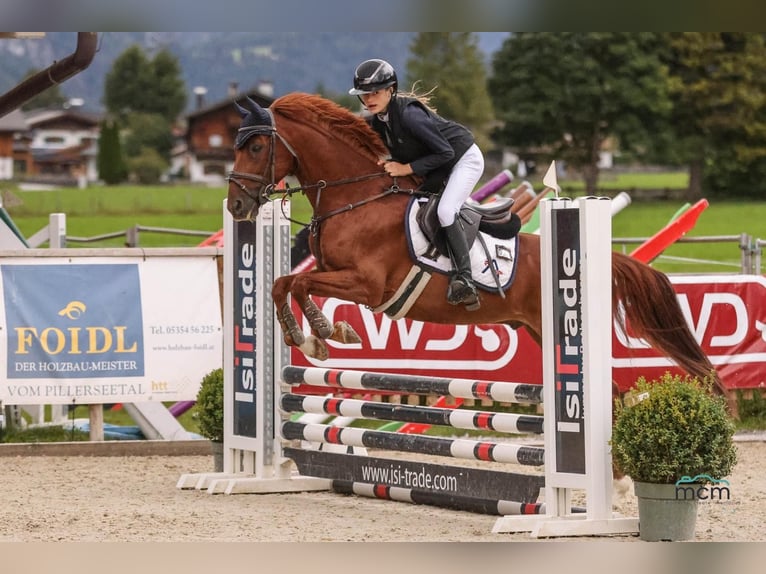 Deutsches Reitpony Wallach 11 Jahre 147 cm Dunkelfuchs in Leutkirch im Allgäu