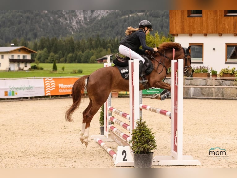 Deutsches Reitpony Wallach 11 Jahre 147 cm Dunkelfuchs in Leutkirch im Allgäu