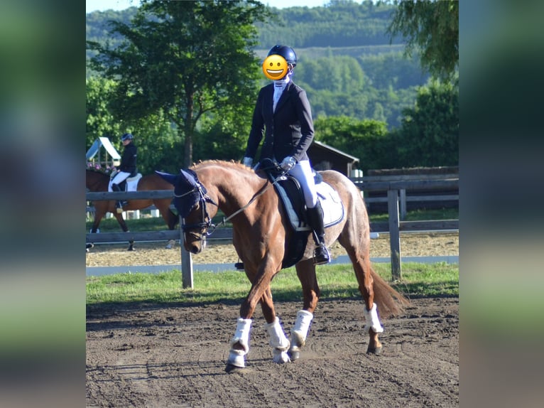 Deutsches Reitpony Wallach 11 Jahre 147 cm Fuchs in Lengerich