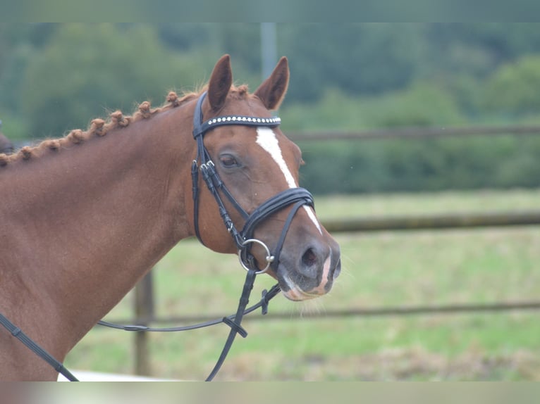Deutsches Reitpony Wallach 11 Jahre 147 cm Fuchs in Lengerich