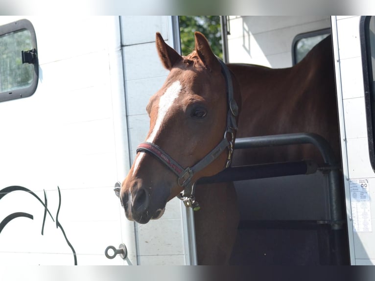 Deutsches Reitpony Wallach 11 Jahre 147 cm Fuchs in Lengerich