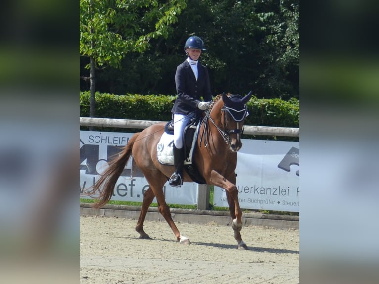 Deutsches Reitpony Wallach 11 Jahre 147 cm Fuchs in Lengerich