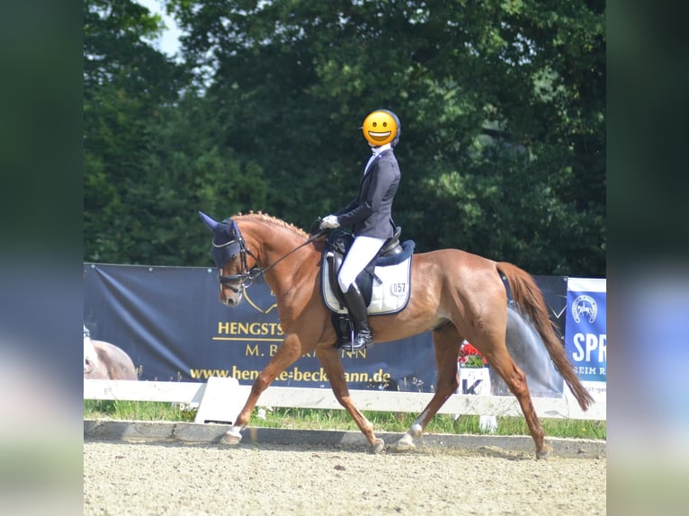 Deutsches Reitpony Wallach 11 Jahre 147 cm Fuchs in Lengerich