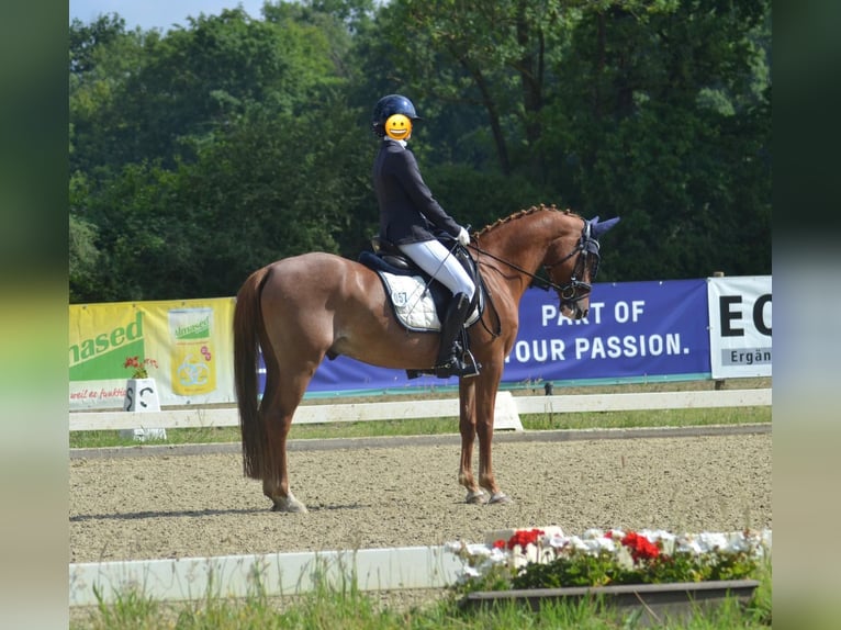 Deutsches Reitpony Wallach 11 Jahre 147 cm Fuchs in Lengerich