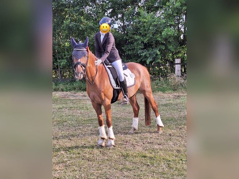 Deutsches Reitpony Wallach 11 Jahre 147 cm Fuchs in Lengerich