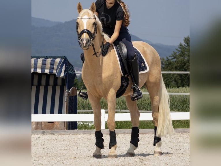 Deutsches Reitpony Wallach 11 Jahre 147 cm Palomino in Roggwil BE