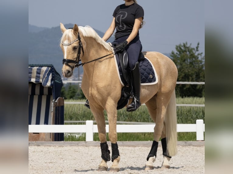 Deutsches Reitpony Wallach 11 Jahre 147 cm Palomino in Roggwil BE