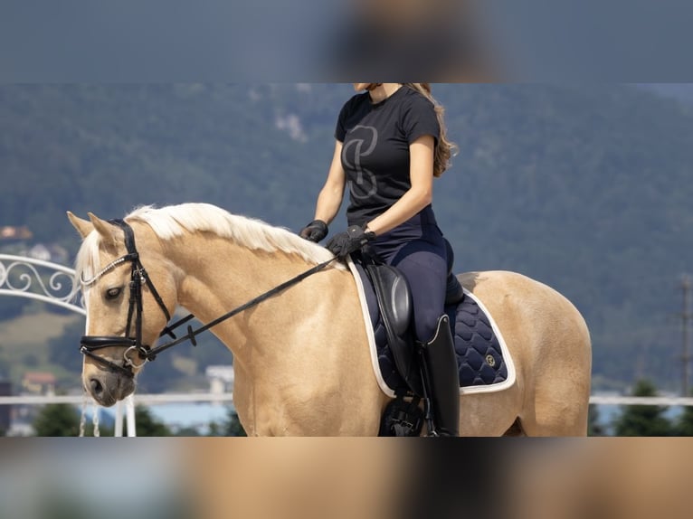 Deutsches Reitpony Wallach 11 Jahre 147 cm Palomino in Roggwil BE