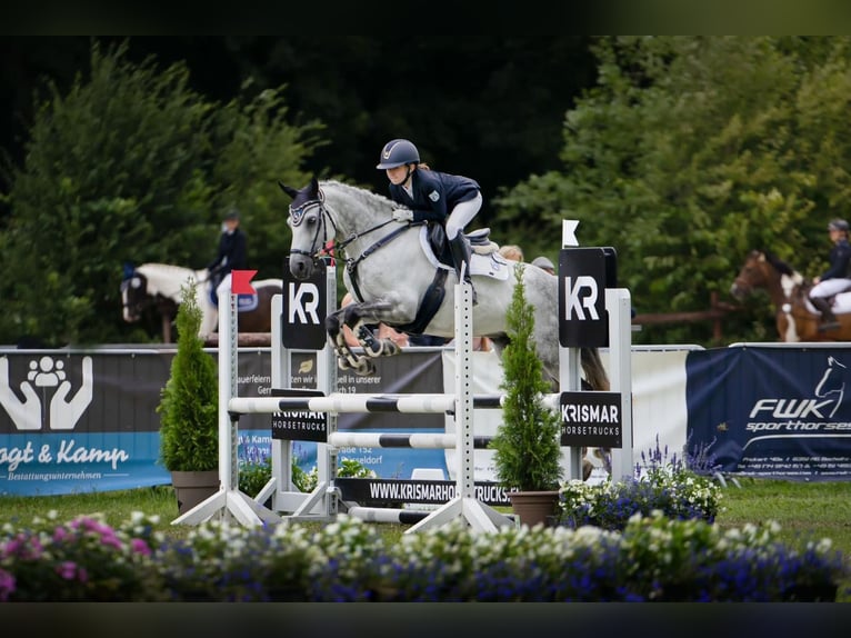 Deutsches Reitpony Wallach 11 Jahre 147 cm Schimmel in Heeslingen