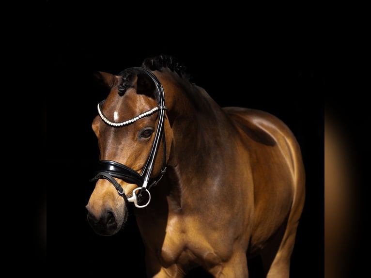 Deutsches Reitpony Wallach 11 Jahre 148 cm Brauner in Recke, bei Osnabr&#xFC;ck