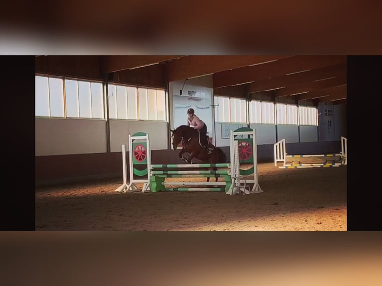 Deutsches Reitpony Wallach 11 Jahre 148 cm Brauner in Blomberg
