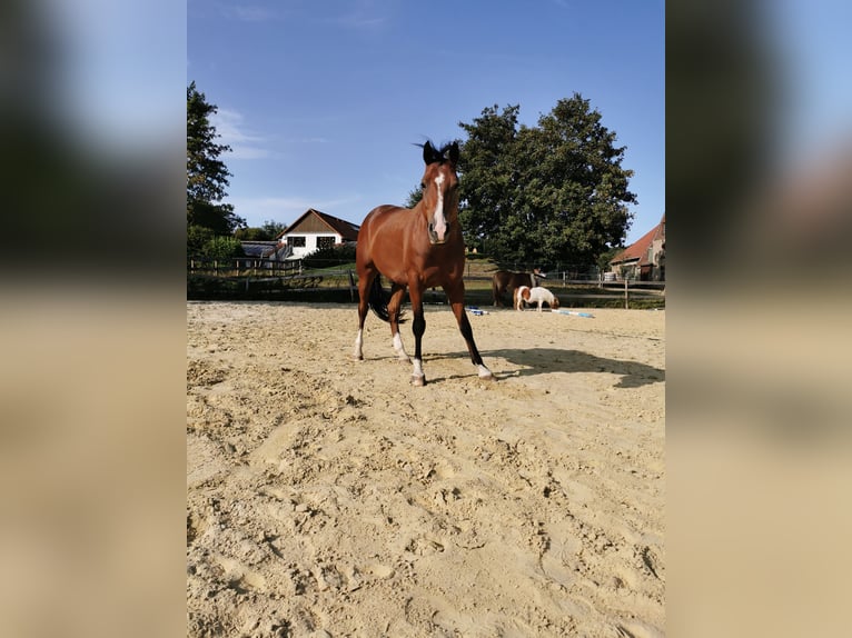 Deutsches Reitpony Wallach 11 Jahre 148 cm Brauner in Blomberg