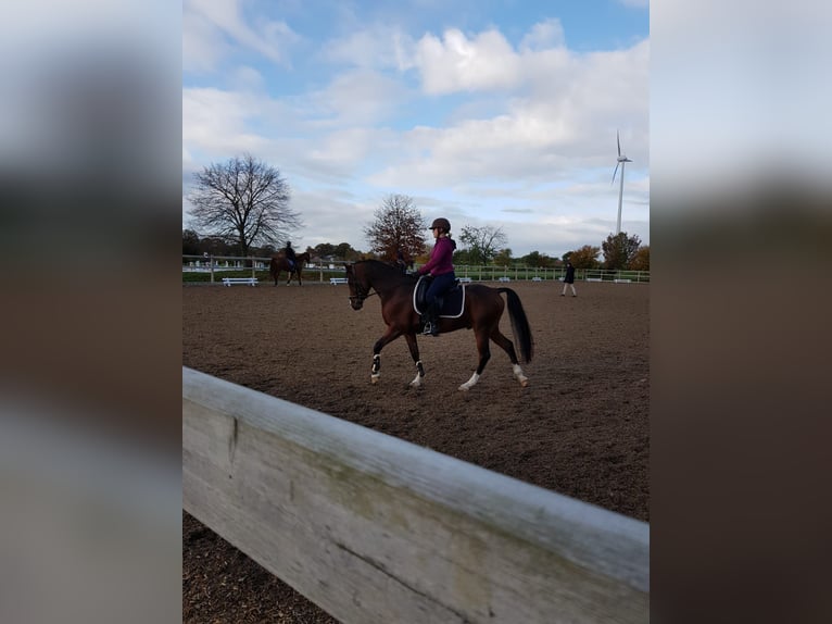 Deutsches Reitpony Wallach 11 Jahre 148 cm Brauner in Blomberg