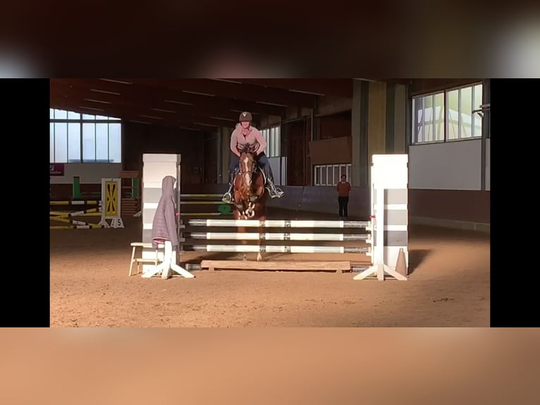 Deutsches Reitpony Wallach 11 Jahre 148 cm Brauner in Blomberg