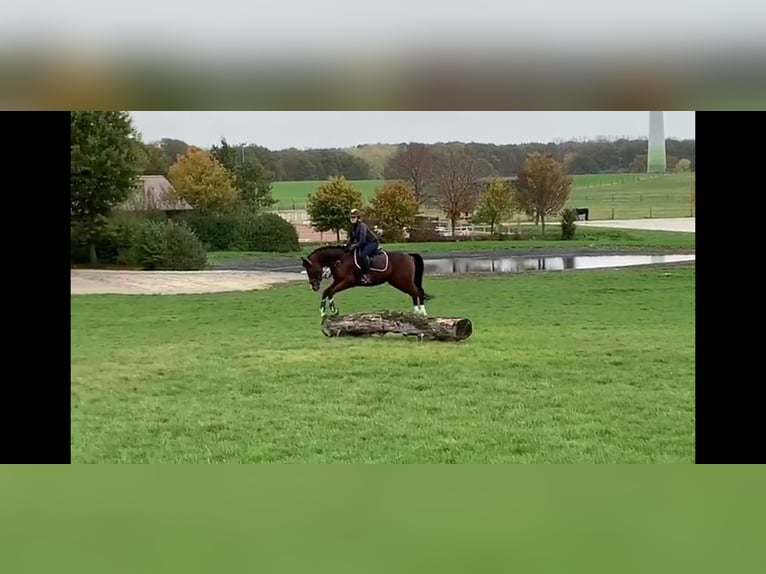 Deutsches Reitpony Wallach 11 Jahre 148 cm Brauner in Blomberg