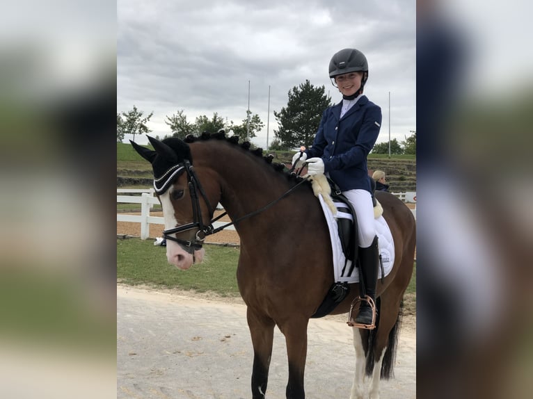 Deutsches Reitpony Wallach 11 Jahre 148 cm Brauner in Pforzheim