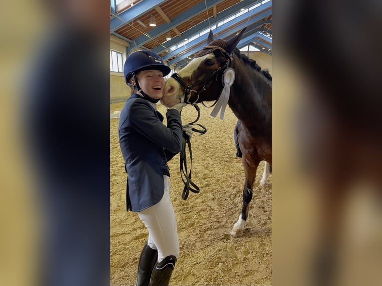 Deutsches Reitpony Wallach 11 Jahre 148 cm Brauner in Pforzheim